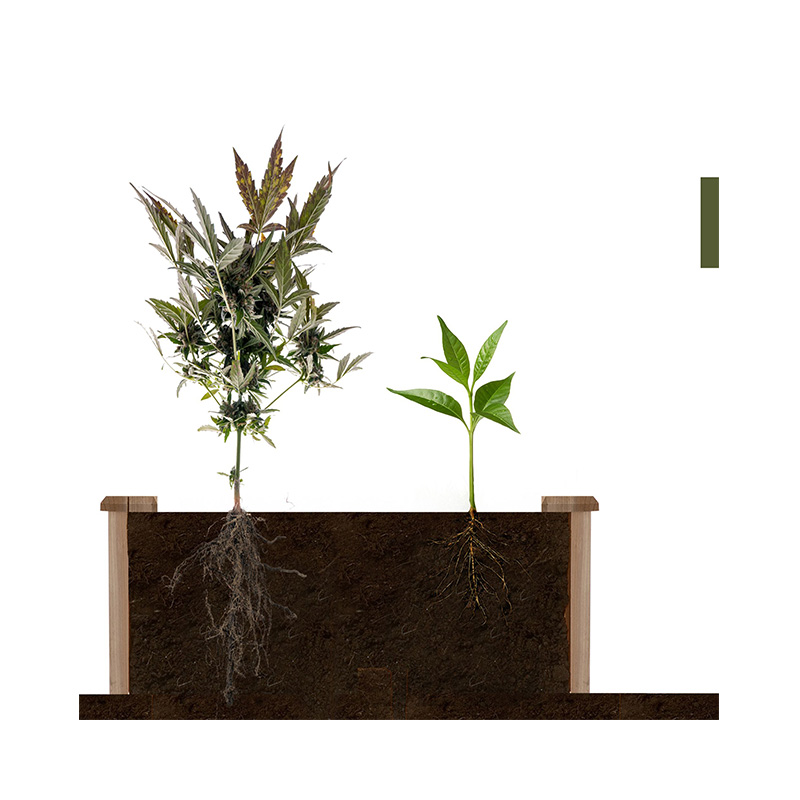 3.9ft x 3.9ft Hortus Bed Box cum Segmented Growing Grid, Wood Material for Backyard Plantarum & Herbarum