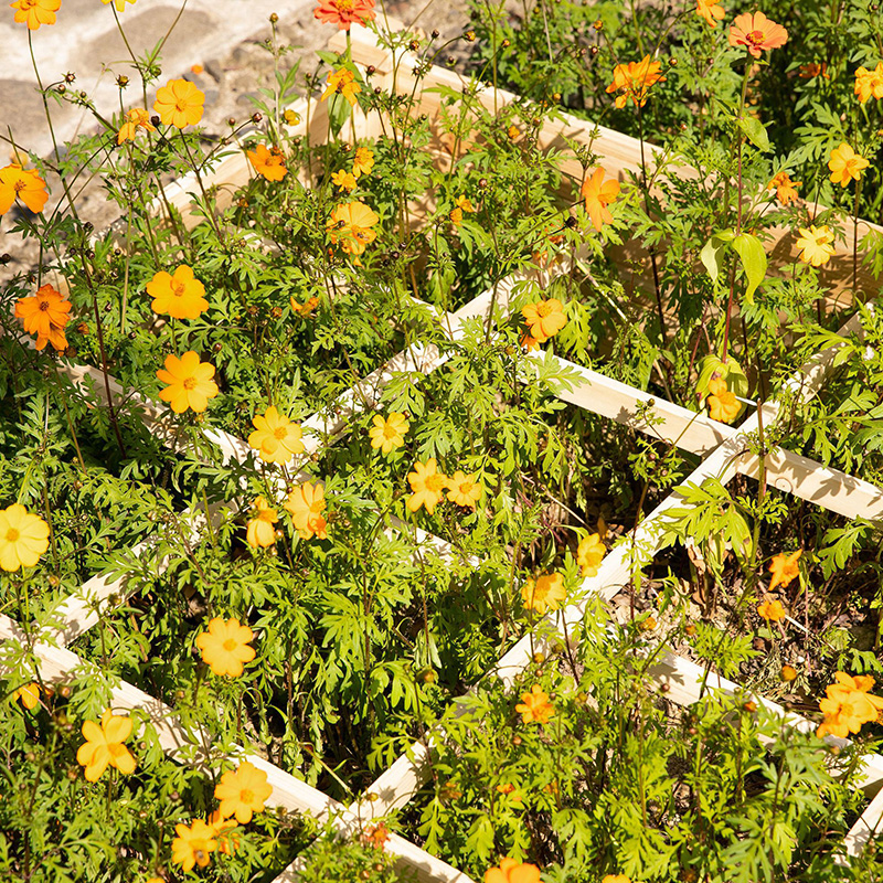 3.9ft x 3.9ft Hortus Bed Box cum Segmented Growing Grid, Wood Material for Backyard Plantarum & Herbarum